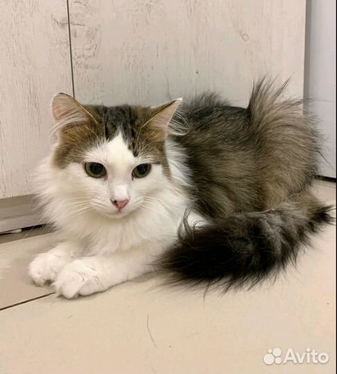 Котик подросток