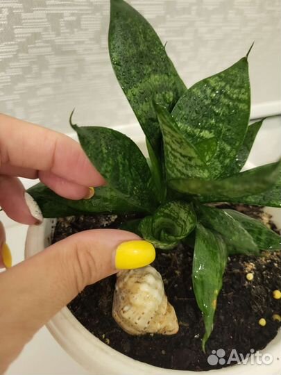 Сансевиерия