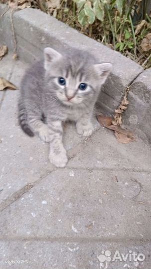 Кошки в добрые руки бесплатно