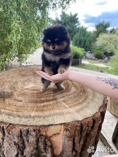 Крошка померанского шпица Ежевичка