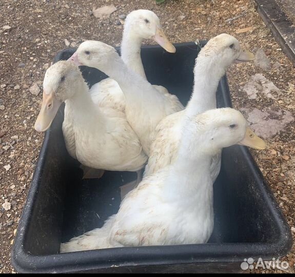 Утки, муларды