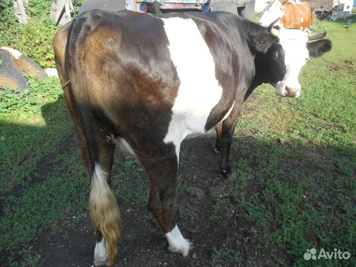 Корова. ночка