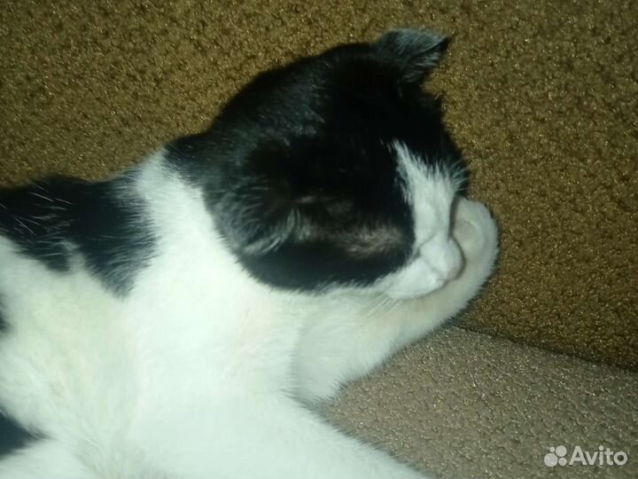 Шотландский веслоуха