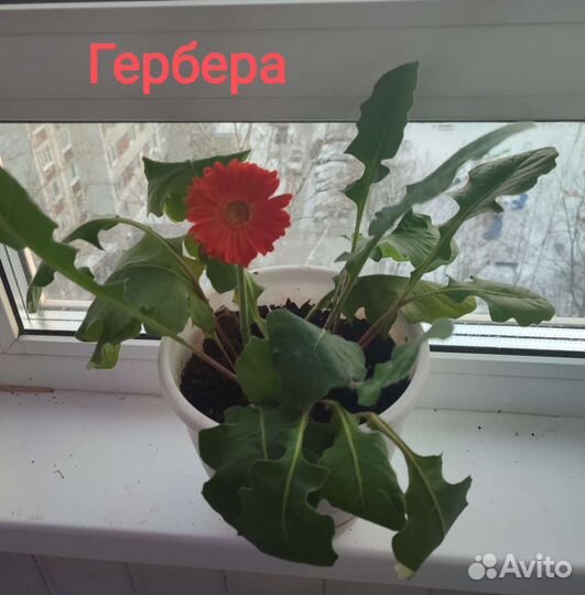 Пальма хамедорея другие цветы