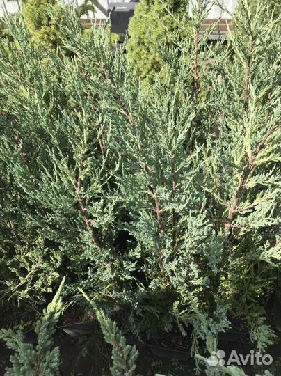 Можжевельник Блю Эрроу