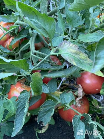 Помидоры свои крупные деревенские. Мед