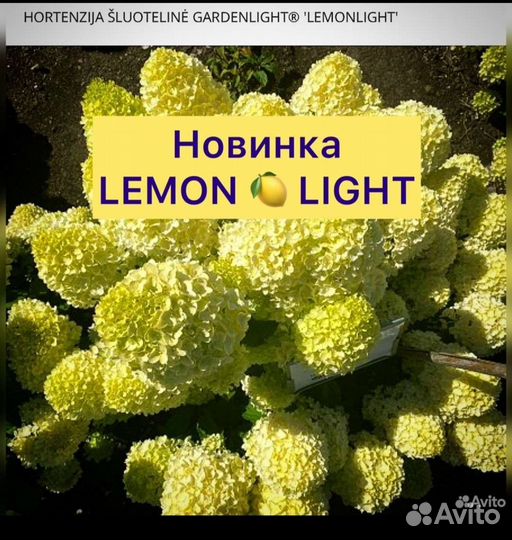 Гортензия lemonlight (лимонлайт)