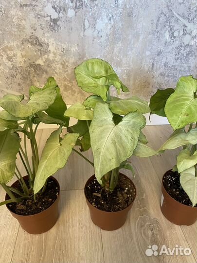 Сингониум Вайт Батерфляй 12/25