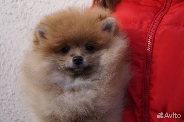 Померанский шпиц большой выбор щенков