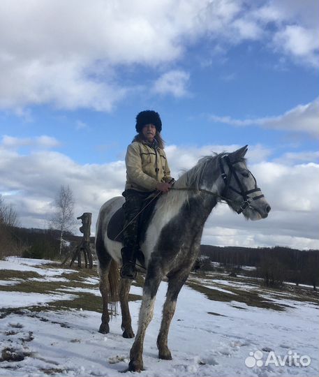 Продам лошадь