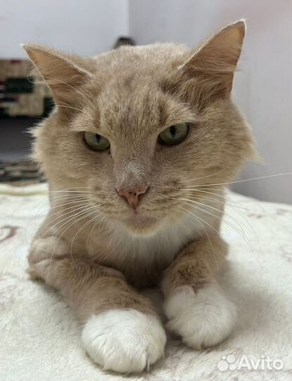 Котик Персик, очень ждет новых родителей