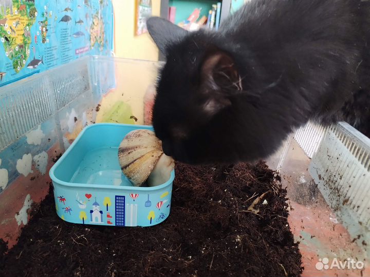 Улитки ахатины большие