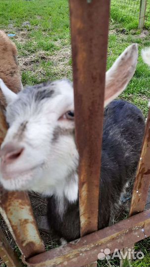 Козел и козлята