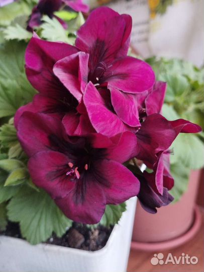 Пеларгония герань