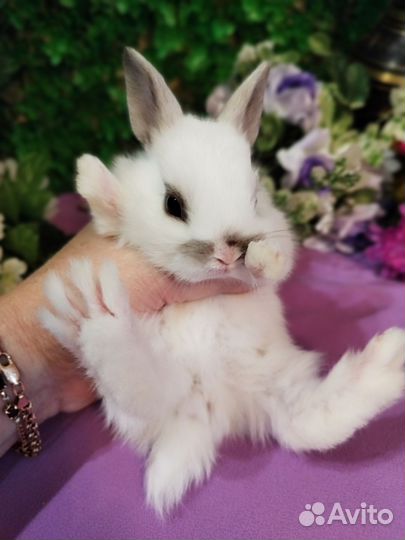 Карликовые мини кролики от заводчика напрямую