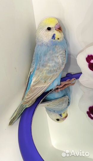 Волнистый попугай (получех)