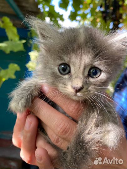 Ищут дом котята