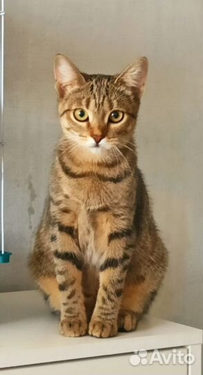 Кошка
