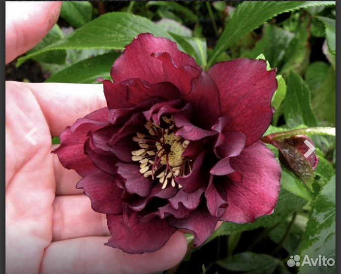 Многолетние растения для сада