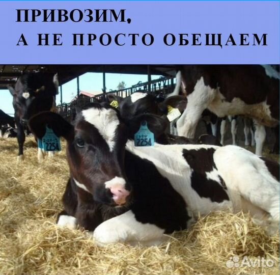 Бычки и телята от месяца