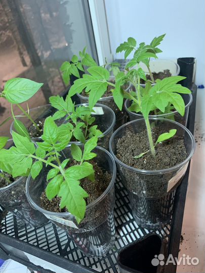 Рассада томатов Боец