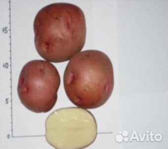 Продажа картофеля (семенной)