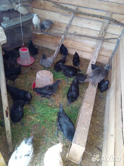 Куры молодки домашние