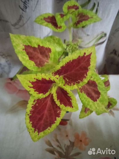 Цветы колеусы