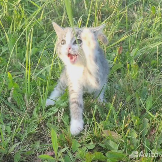 Котенок ищет дом