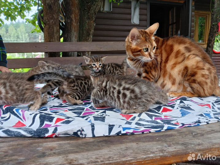 Бенгальские котята