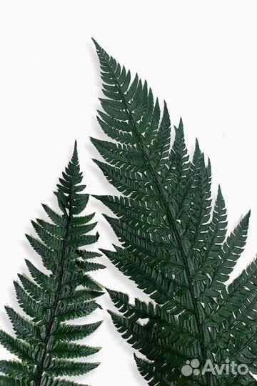 Растения стабилизированные, оптом, в пачках