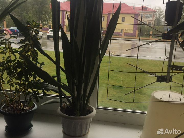 Сансевиерия