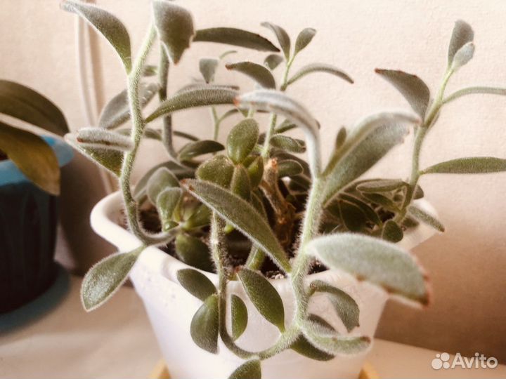 Кошачьи ушки суккулент