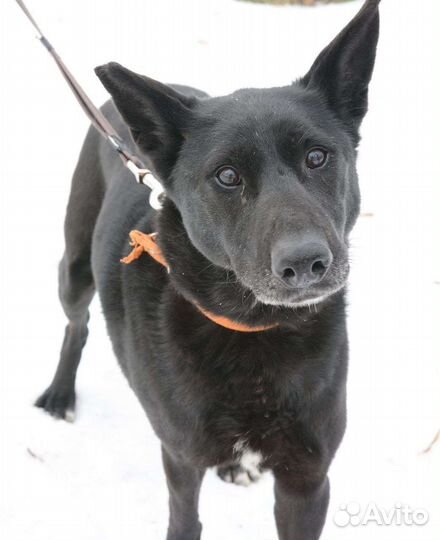 Заберите красавицу из приюта