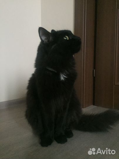 Отдам в добрые руки