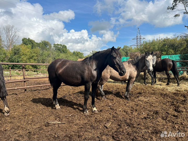 Продам лошадей