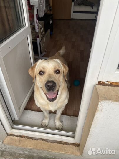 Отдам Лабрадора