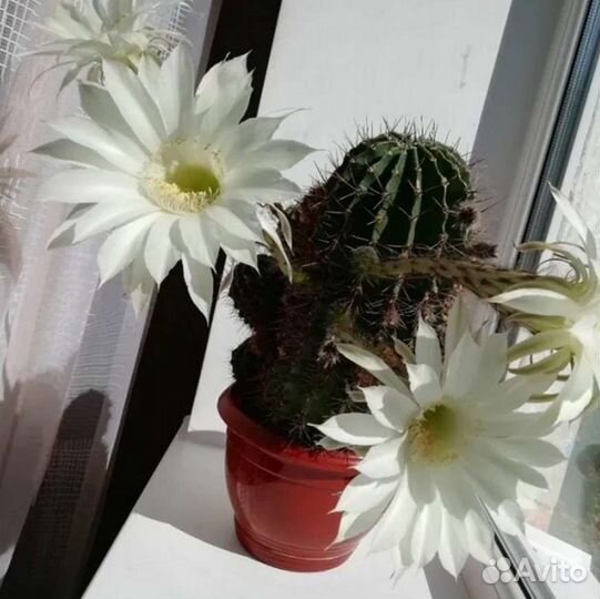 Кактус (отростки)