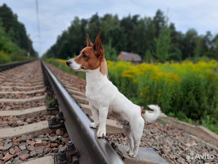 Джек Рассел терьер вязка