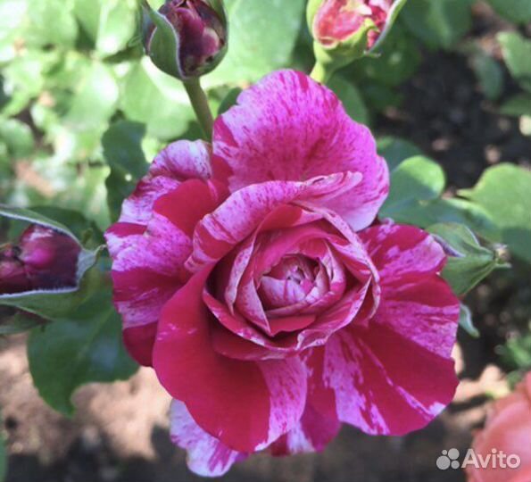 Саженцы плетистых роз