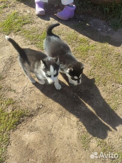 Щенки сибирской хаски