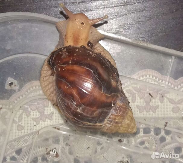 Улитки ахатины