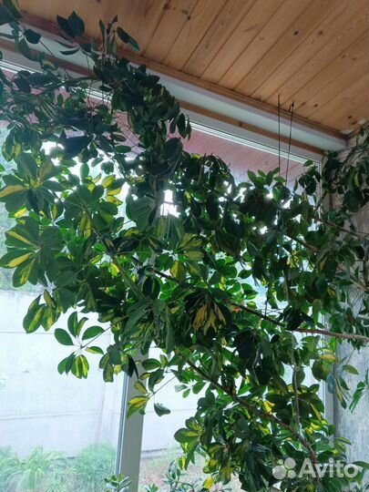 Шефлера вариегатная