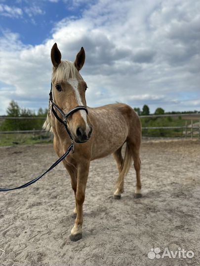 Молодая лошадь