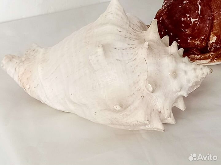 Морские ракушки раковины