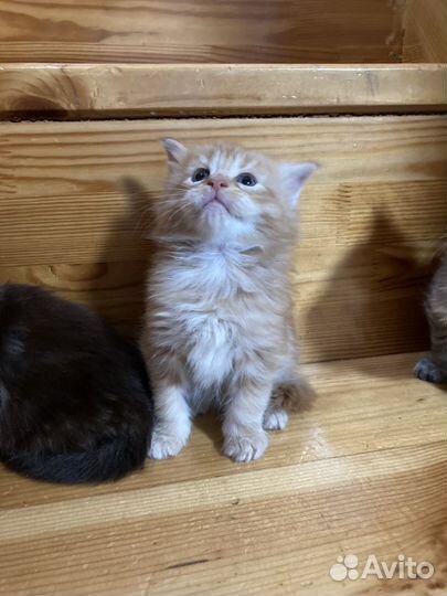 Котята мейн-кун