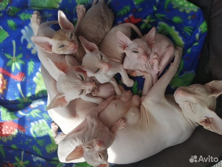 Донской сфинкс котята