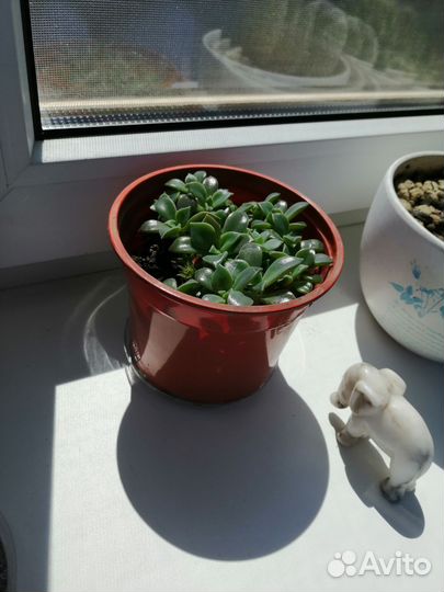 Суккуленты