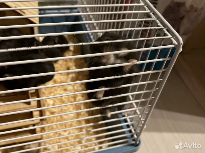 Джунгарские хомячки с клеткой