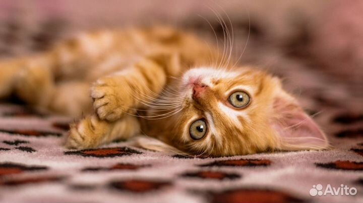 Элвис - ярко-рыжий котенок мальчик 2,5 мес в дар